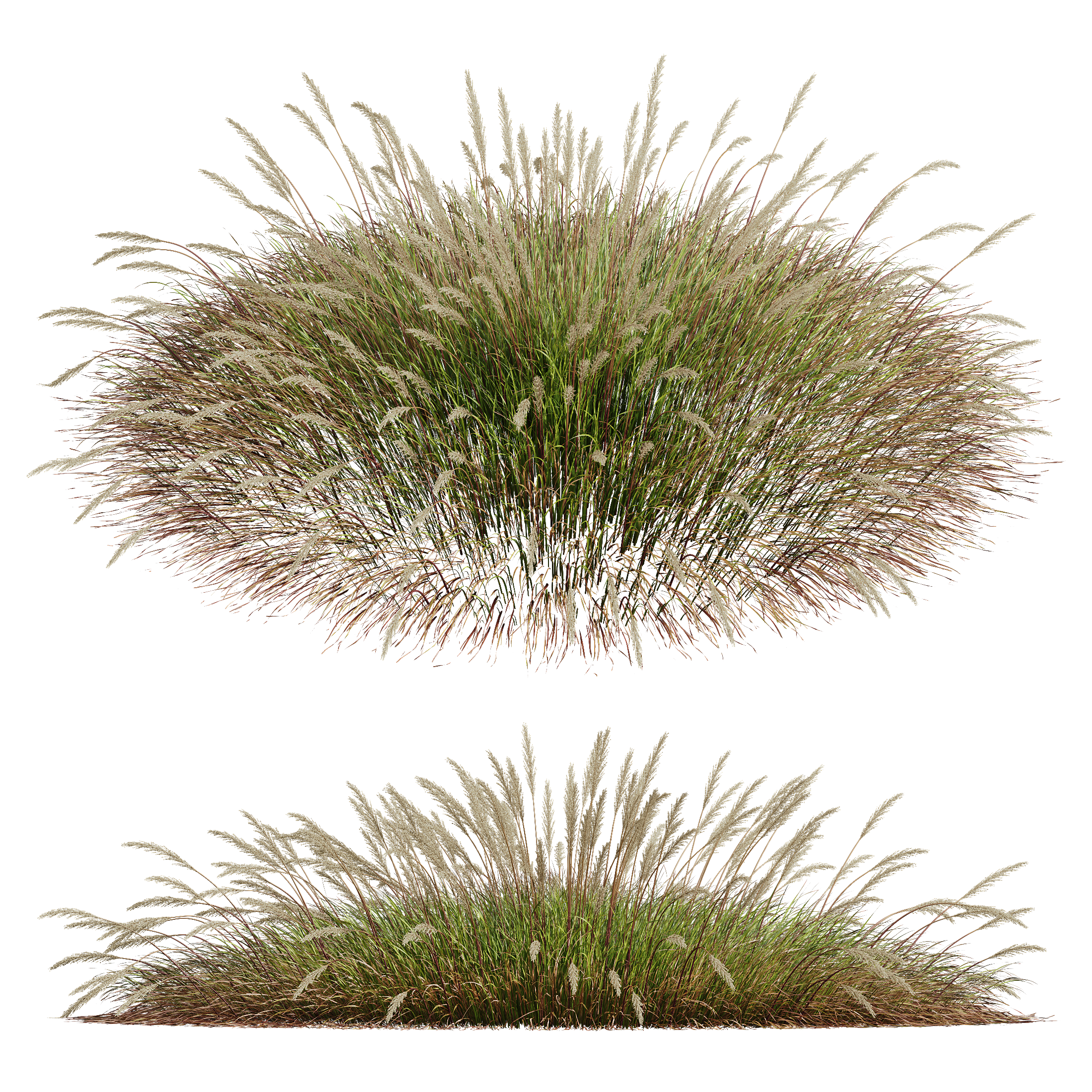 HQ Plants Calamagrostis Acutiflora Karl Foerster Wide
